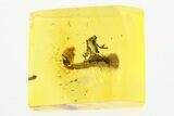 Fossi Hairy Leaf & Mite (Acari) in Baltic Amber #272170-1